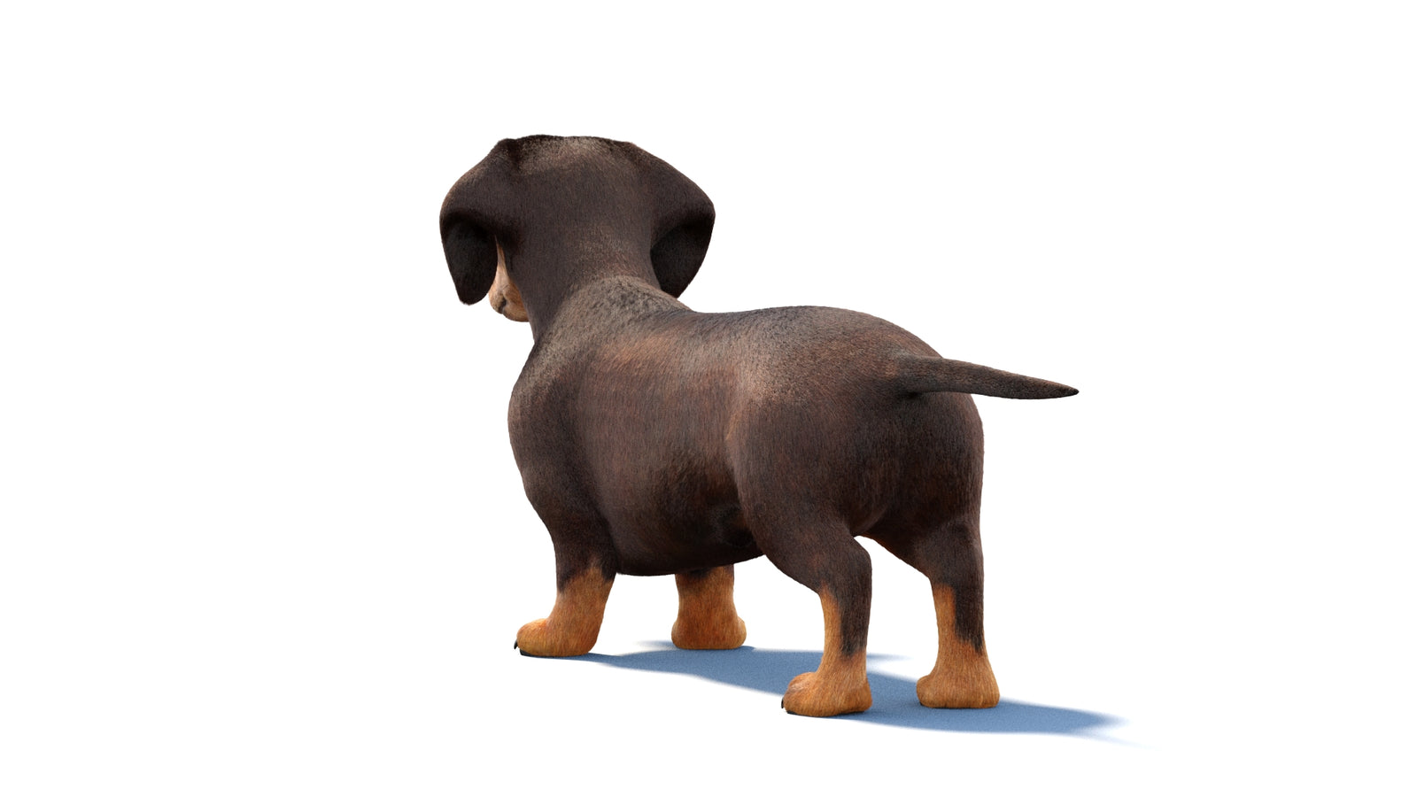 Dachshund Dog 3D Model Fur 360° view 1 frame 18