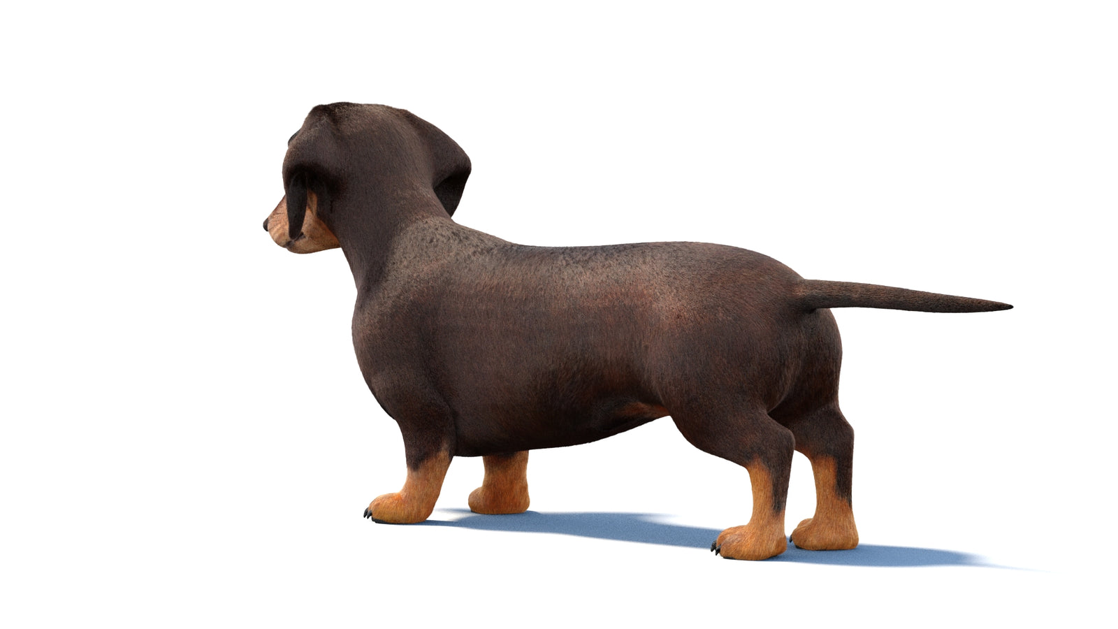 Dachshund Dog 3D Model Fur 360° view 1 frame 20