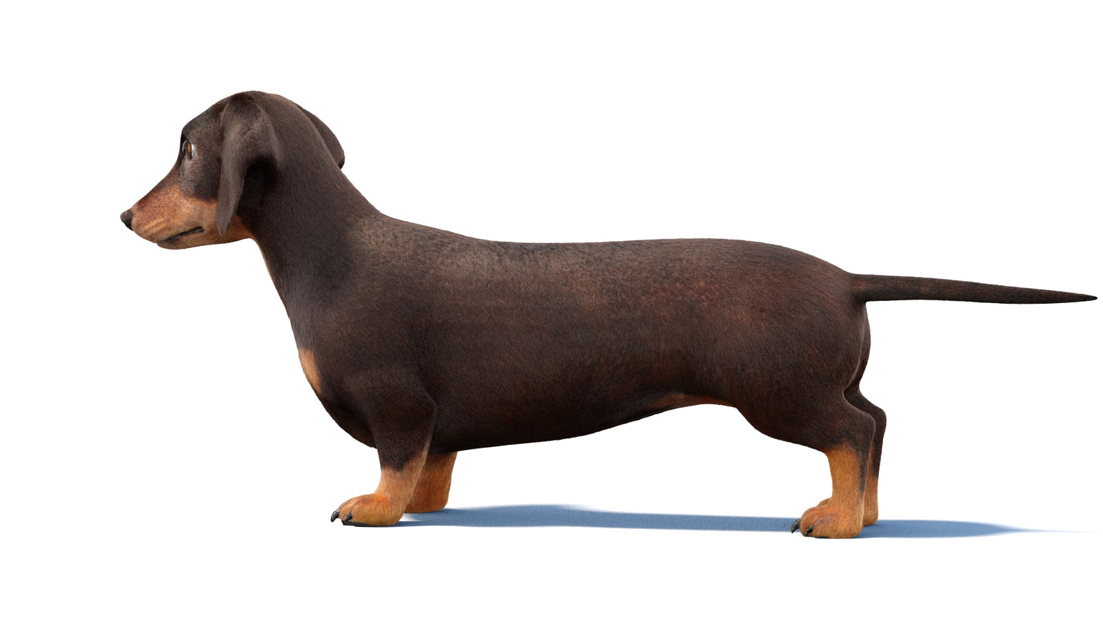Dachshund Dog 3D Model Fur 360° view 1 frame 23
