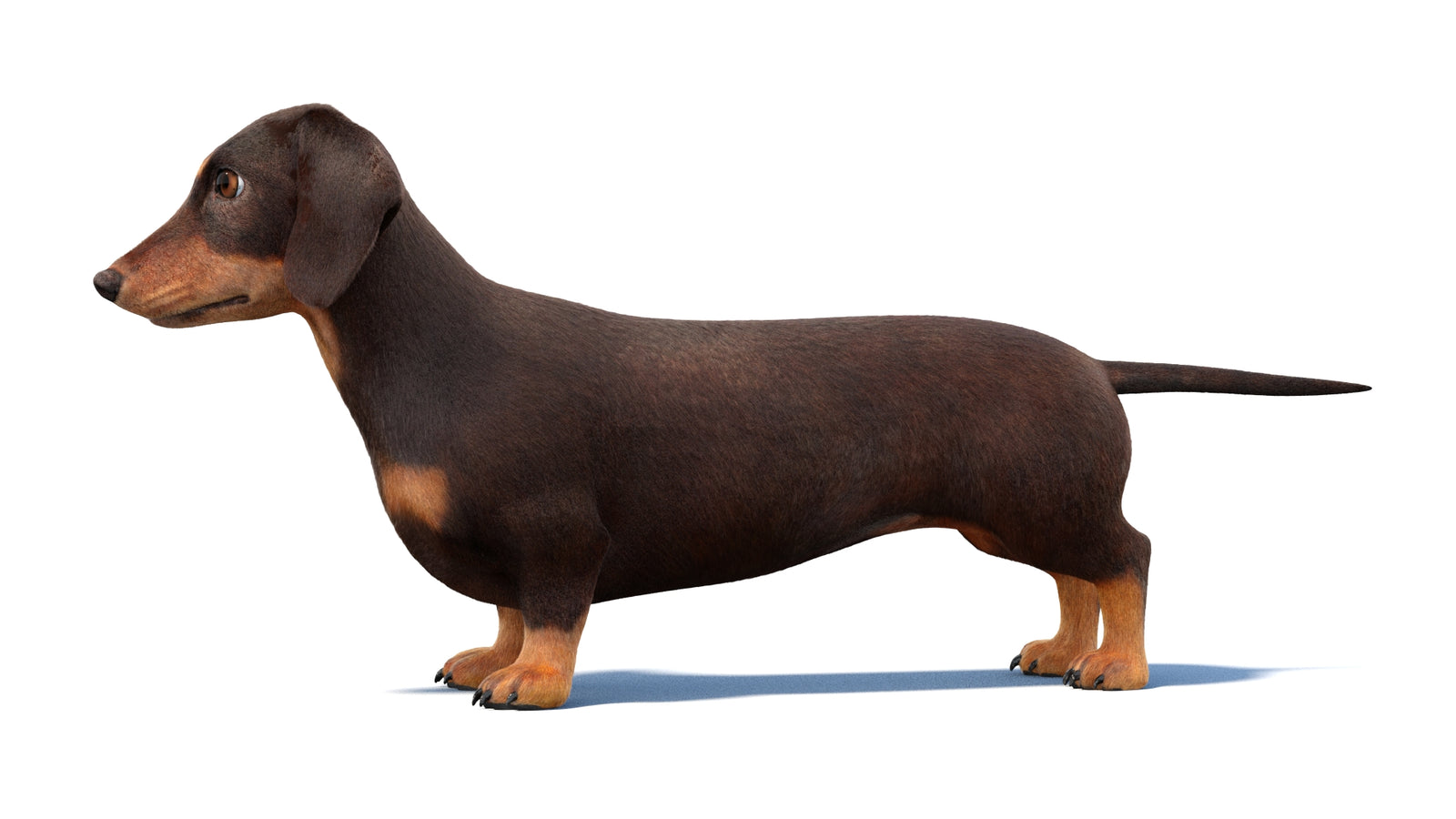 Dachshund Dog 3D Model Fur 360° view 1 frame 26