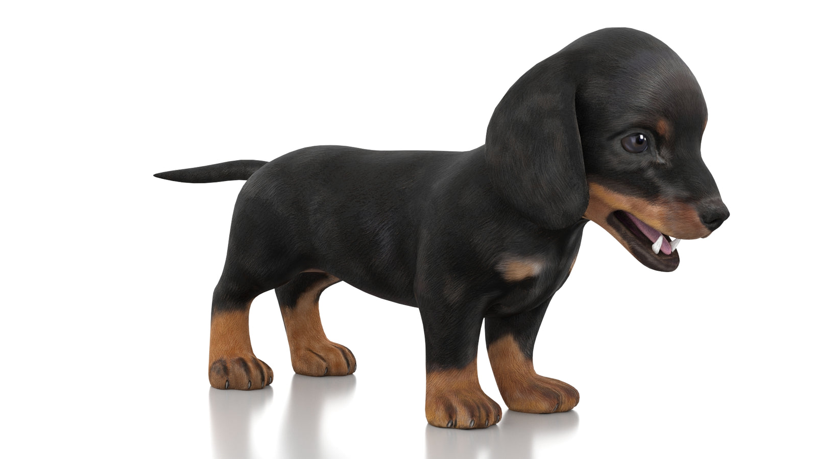 Dachshund Dog Puppy 3D Model Rigged 360° view 1 frame 2