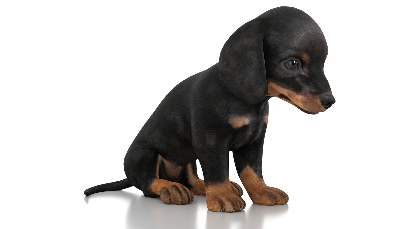 Dachshund Dog Puppy 3D Model Rigged 360° view 2 frame 2