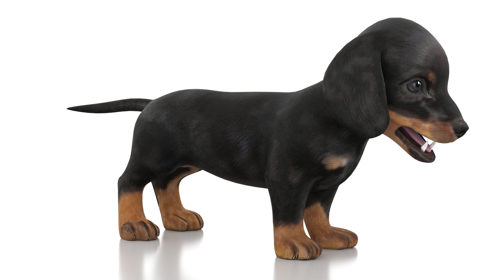 Dachshund Dog Puppy 3D Model Rigged 360° view 1 frame 3