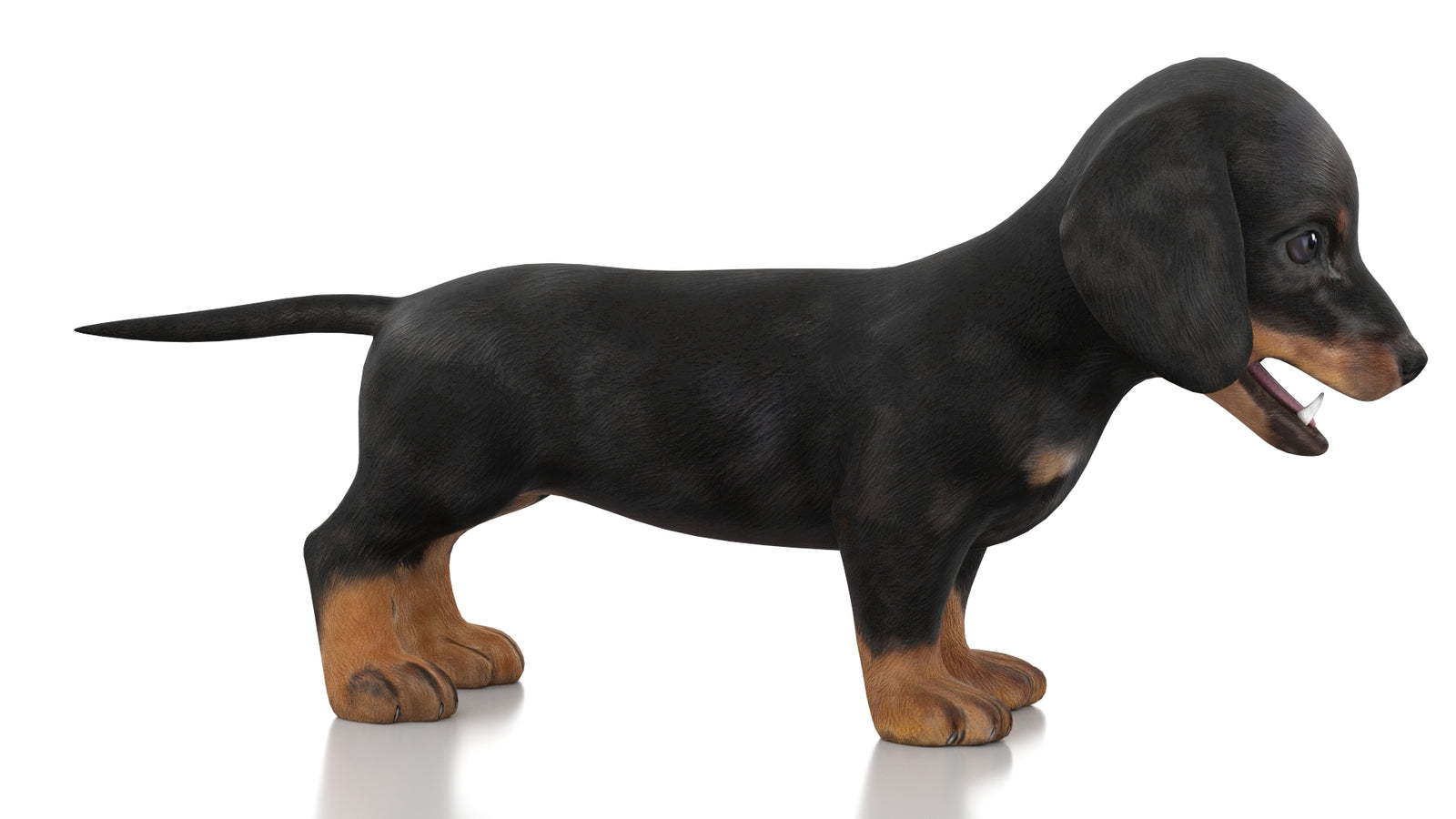 Dachshund Dog Puppy 3D Model Rigged 360° view 1 frame 5