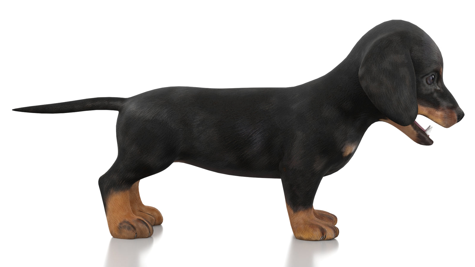 Dachshund Dog Puppy 3D Model Rigged 360° view 1 frame 6