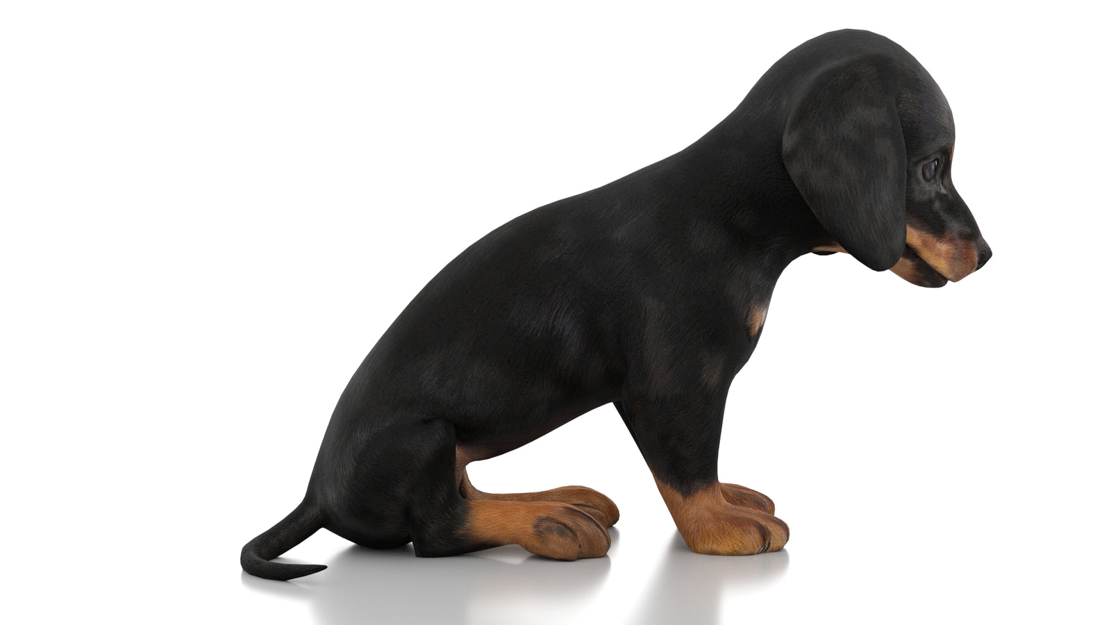 Dachshund Dog Puppy 3D Model Rigged 360° view 2 frame 7