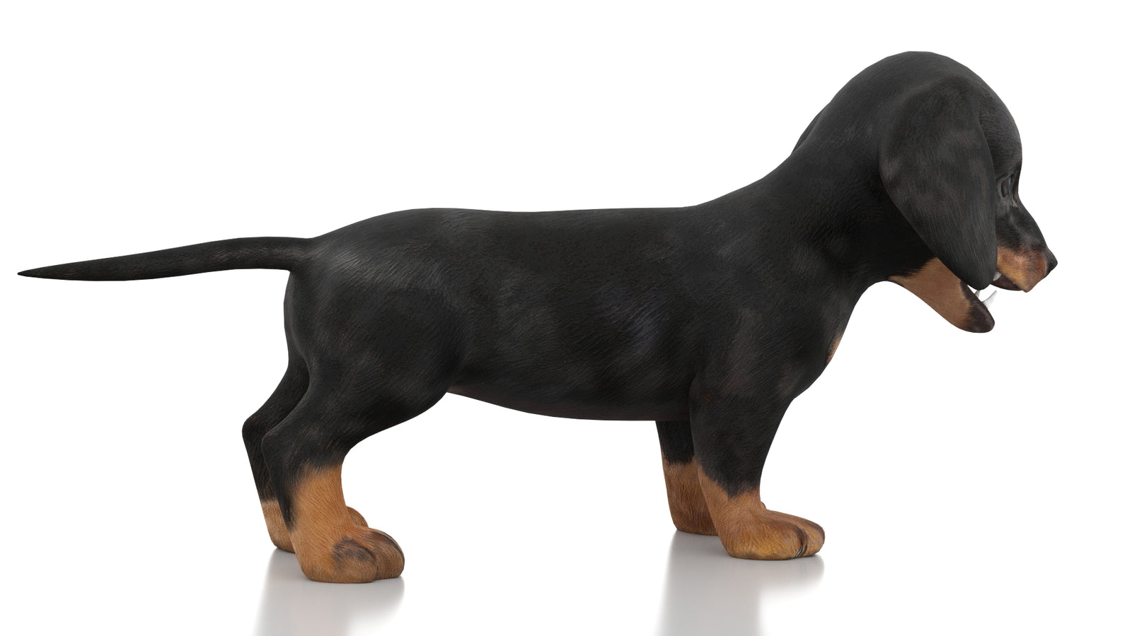 Dachshund Dog Puppy 3D Model Rigged 360° view 1 frame 8