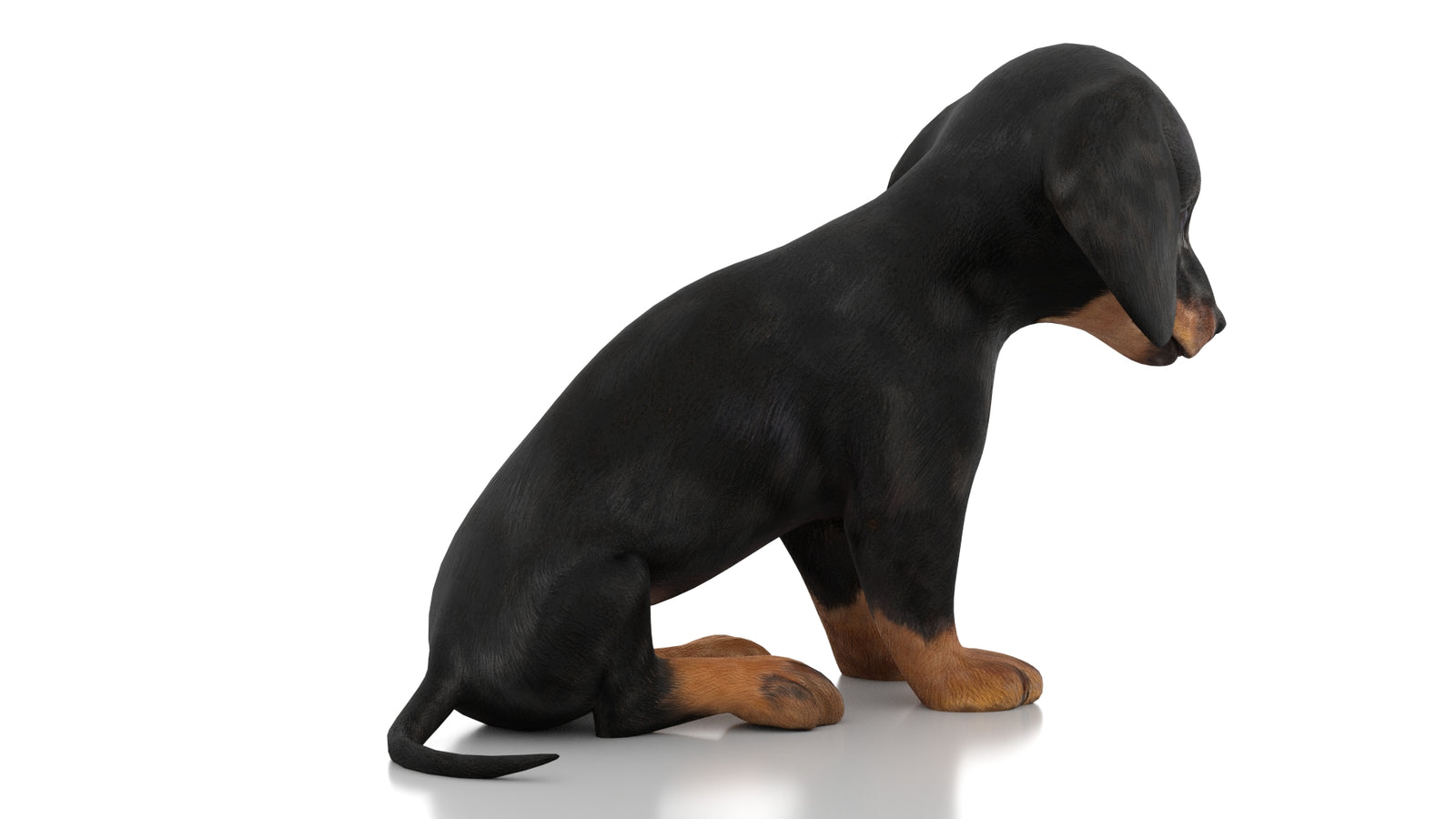 Dachshund Dog Puppy 3D Model Rigged 360° view 2 frame 9