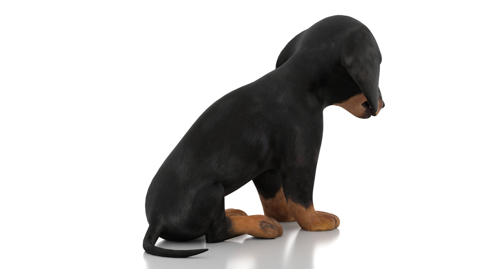 Dachshund Dog Puppy 3D Model Rigged 360° view 2 frame 10