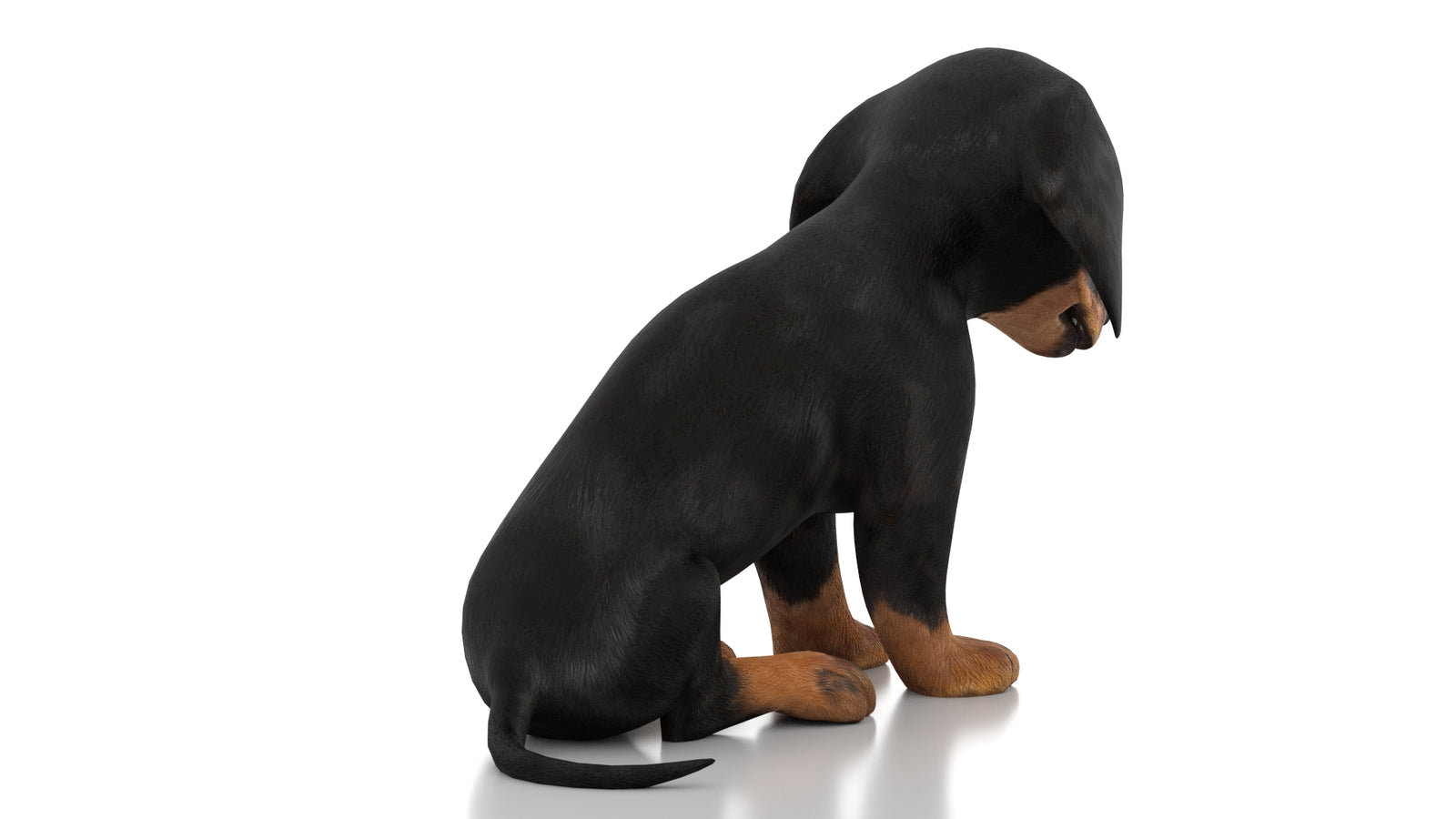 Dachshund Dog Puppy 3D Model Rigged 360° view 2 frame 11