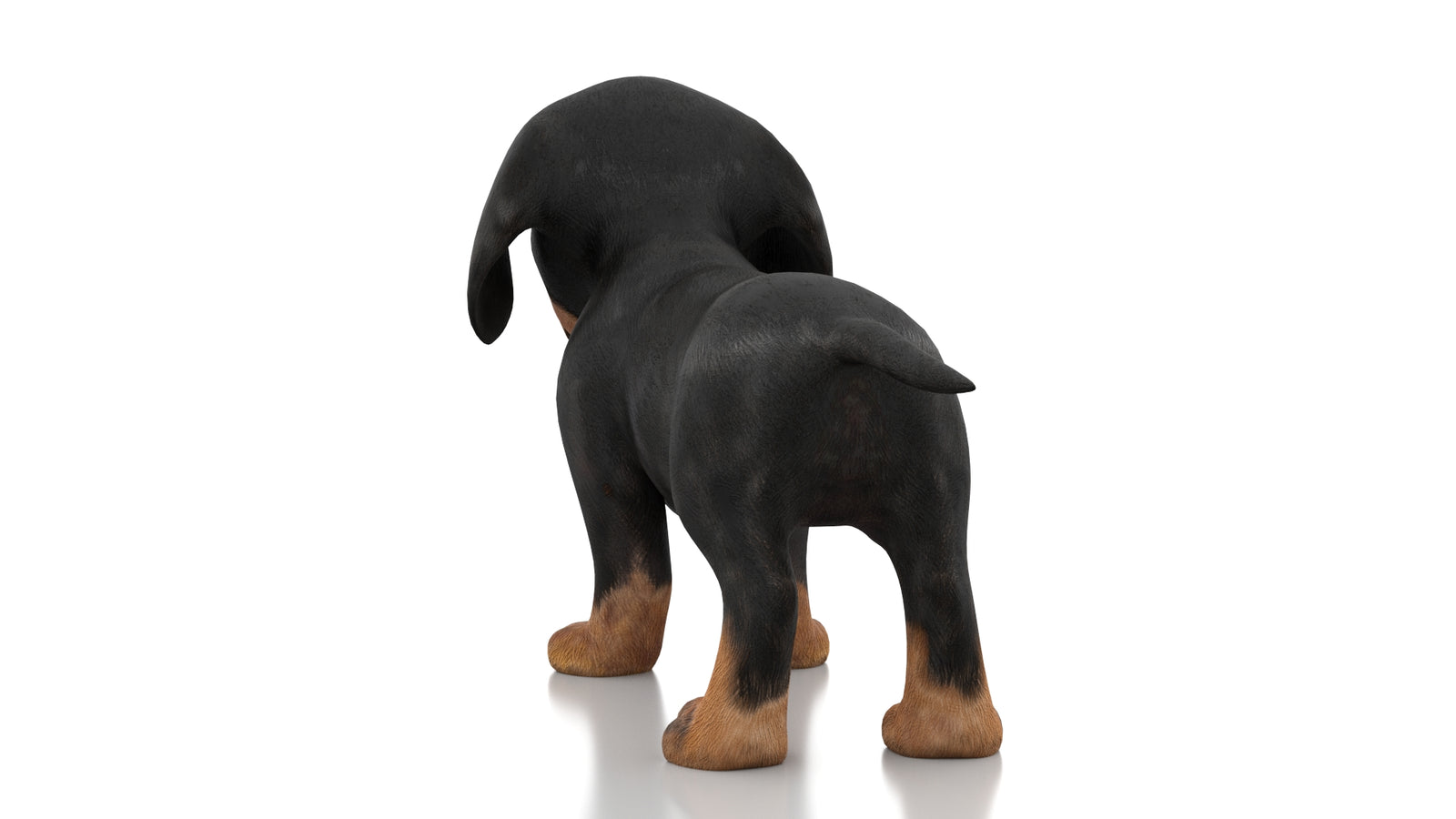 Dachshund Dog Puppy 3D Model Rigged 360° view 1 frame 17