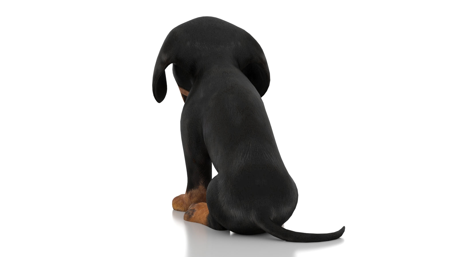 Dachshund Dog Puppy 3D Model Rigged 360° view 2 frame 17