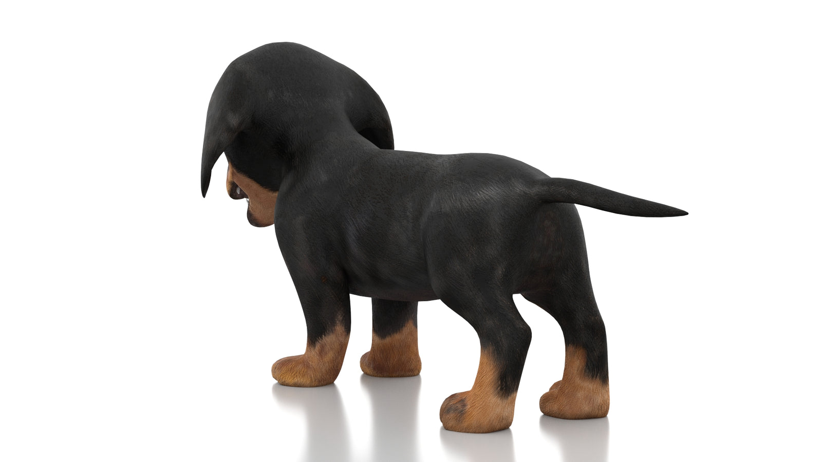 Dachshund Dog Puppy 3D Model Rigged 360° view 1 frame 19