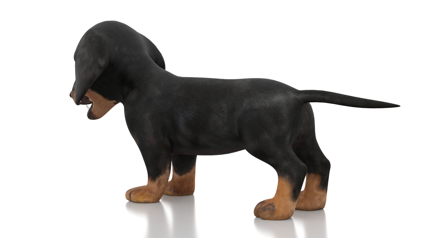 Dachshund Dog Puppy 3D Model Rigged 360° view 1 frame 21