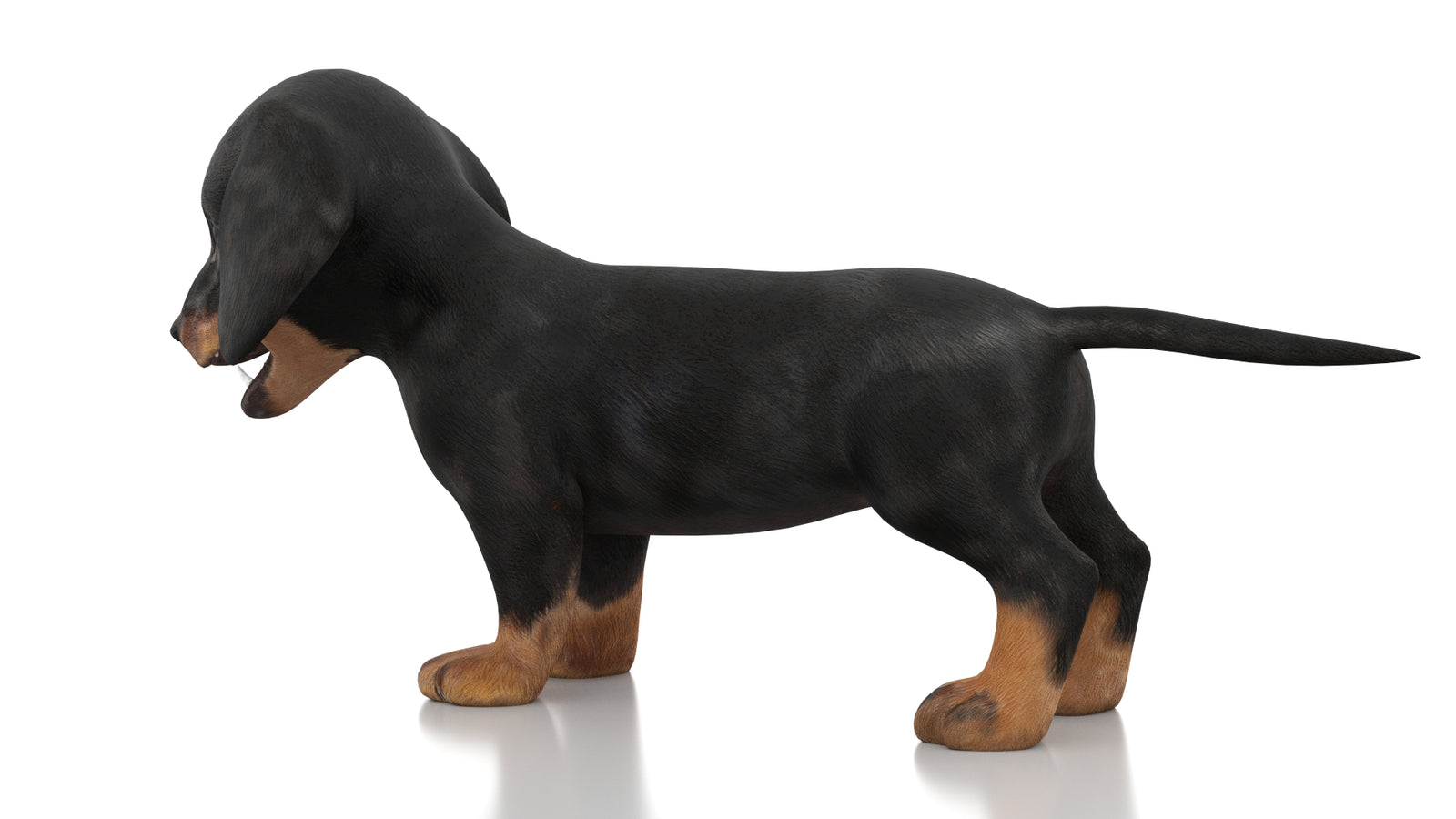 Dachshund Dog Puppy 3D Model Rigged 360° view 1 frame 22