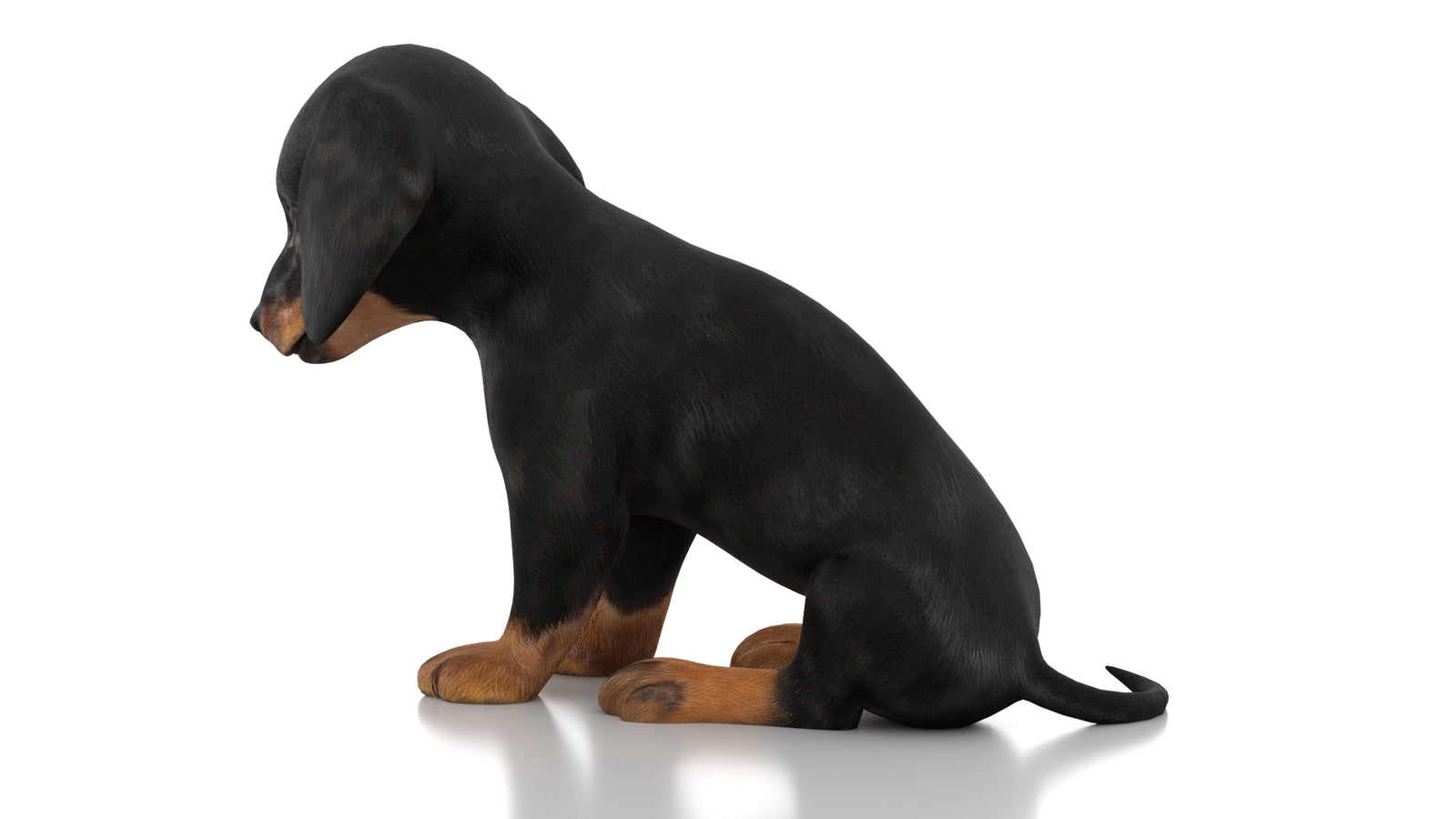 Dachshund Dog Puppy 3D Model Rigged 360° view 2 frame 22