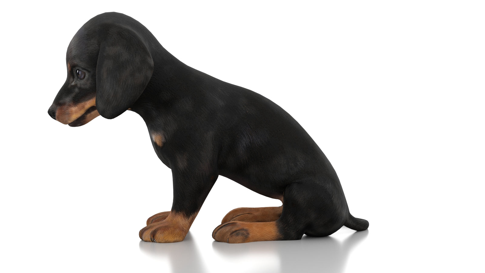 Dachshund Dog Puppy 3D Model Rigged 360° view 2 frame 25