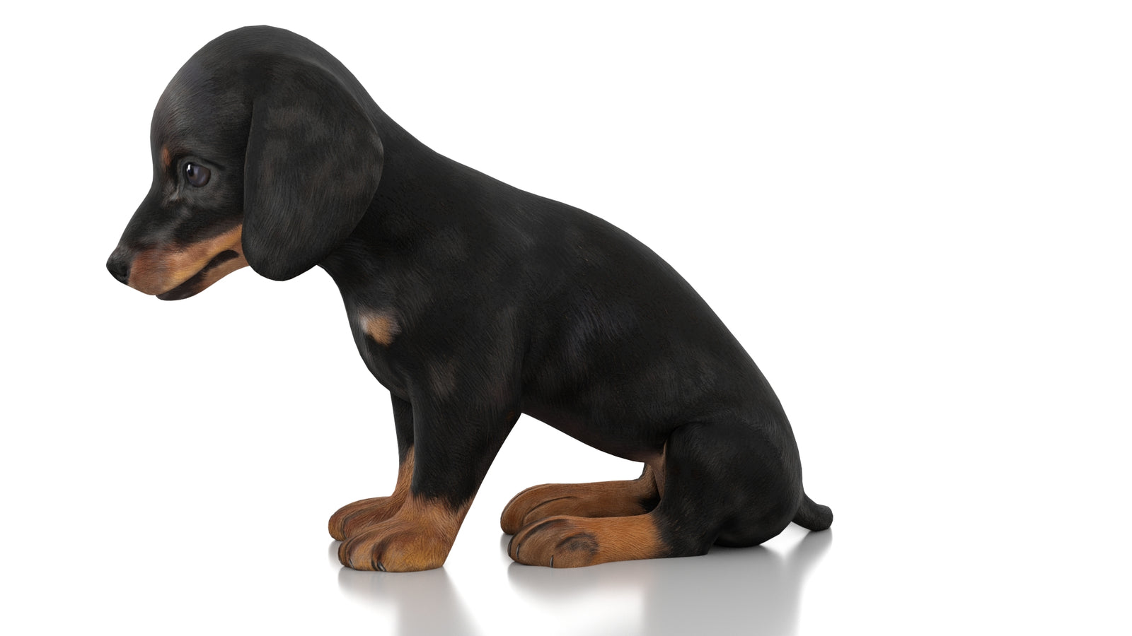 Dachshund Dog Puppy 3D Model Rigged 360° view 2 frame 26
