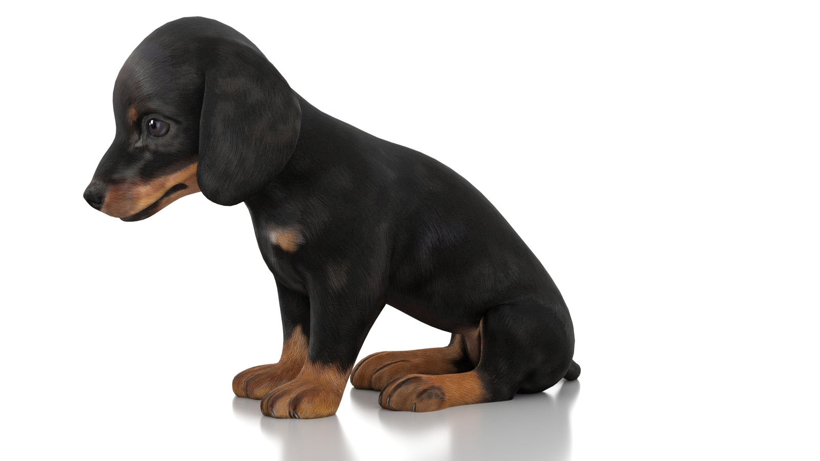 Dachshund Dog Puppy 3D Model Rigged 360° view 2 frame 27
