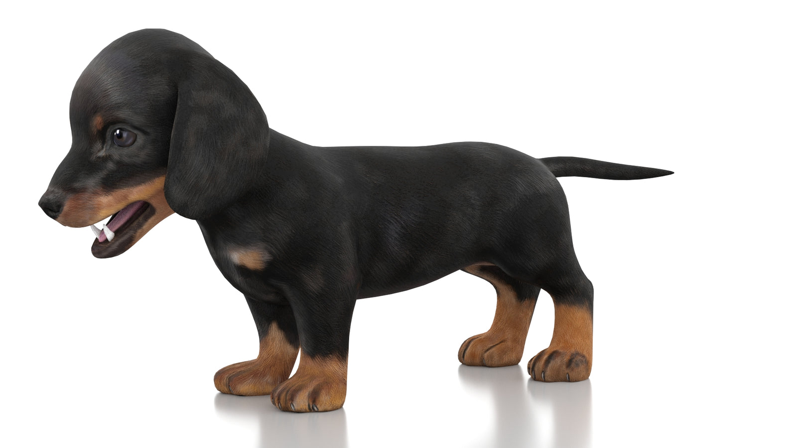Dachshund Dog Puppy 3D Model Rigged 360° view 1 frame 28