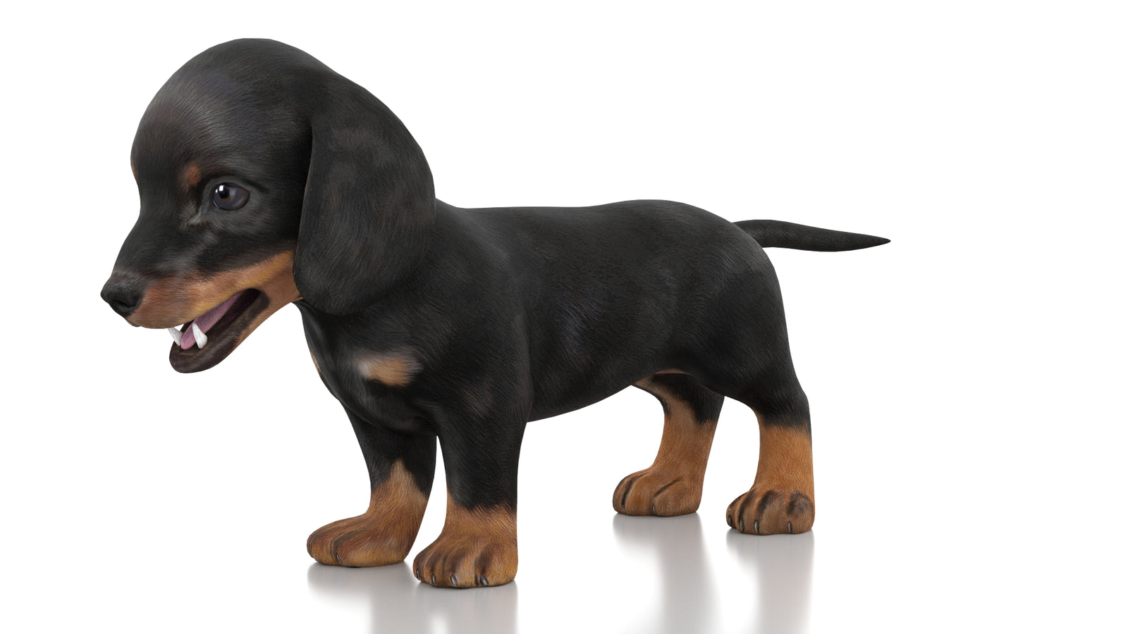 Dachshund Dog Puppy 3D Model Rigged 360° view 1 frame 29
