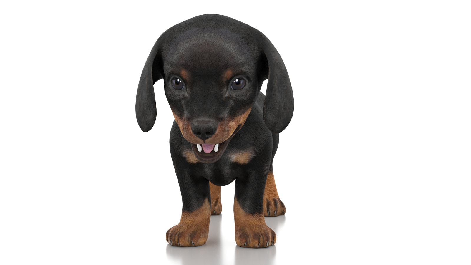 Dachshund Dog Puppy 3D Model Rigged 360° view 1 frame 33