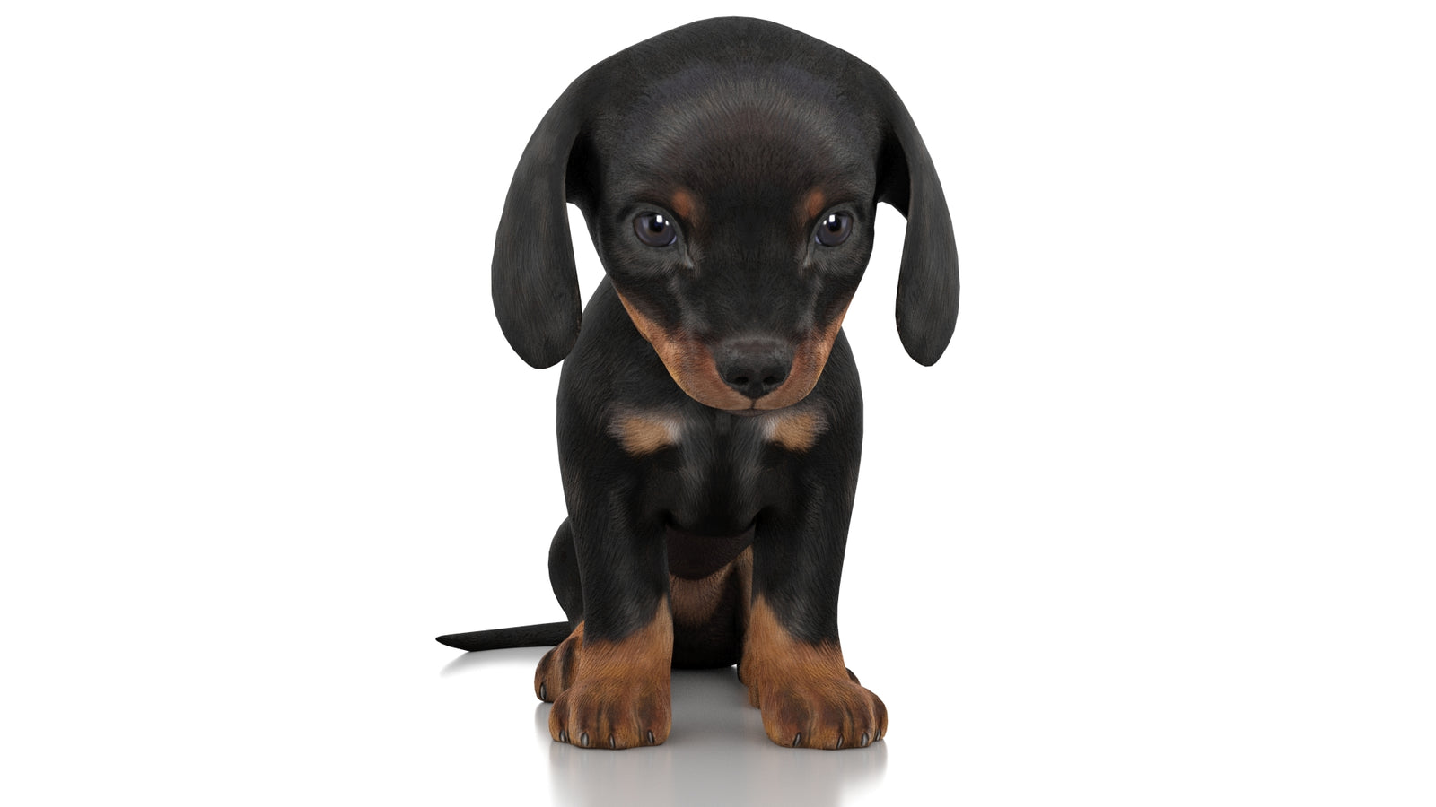 Dachshund Dog Puppy 3D Model Rigged 360° view 2 frame 34