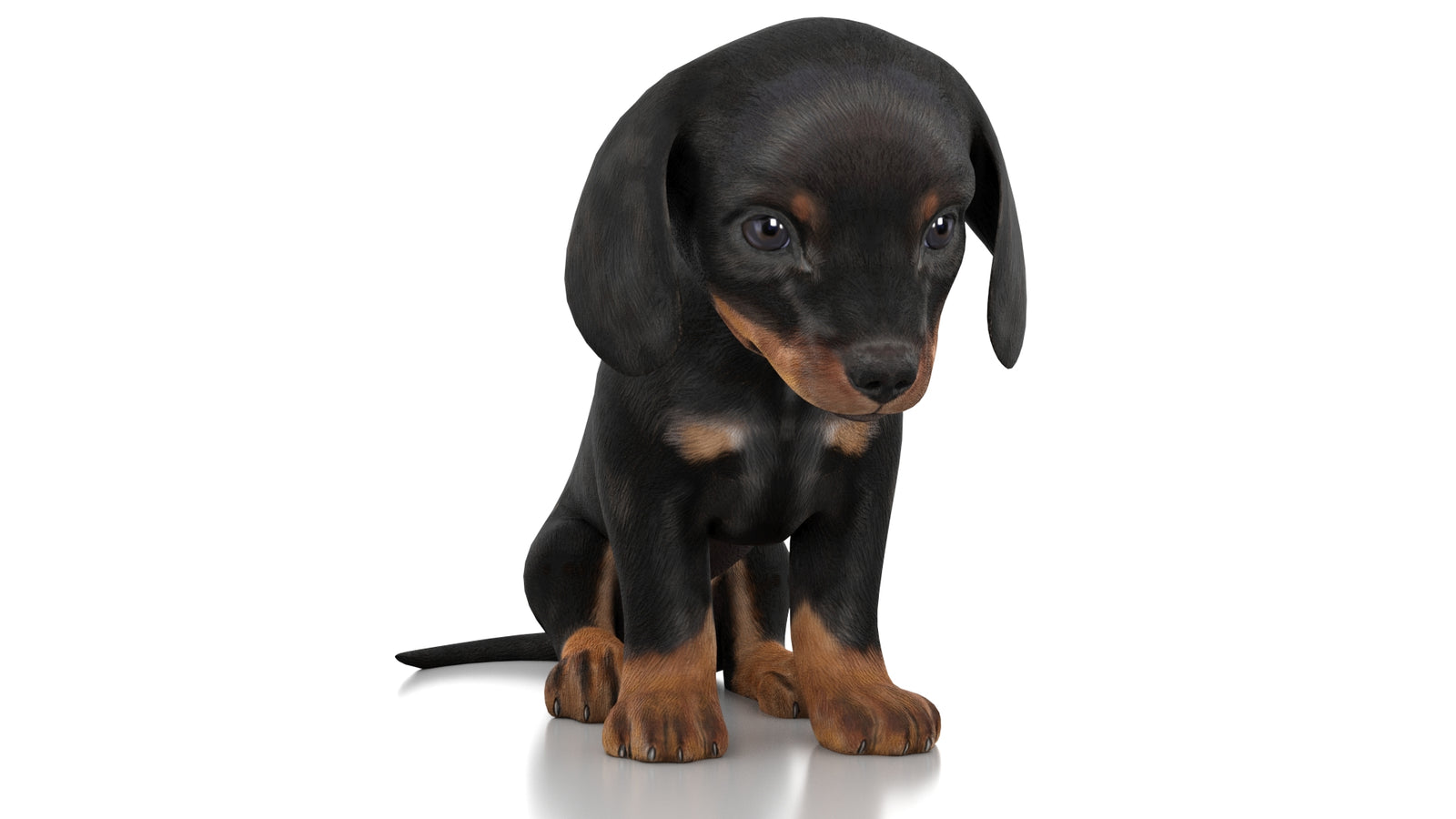 Dachshund Dog Puppy 3D Model Rigged 360° view 2 frame 35