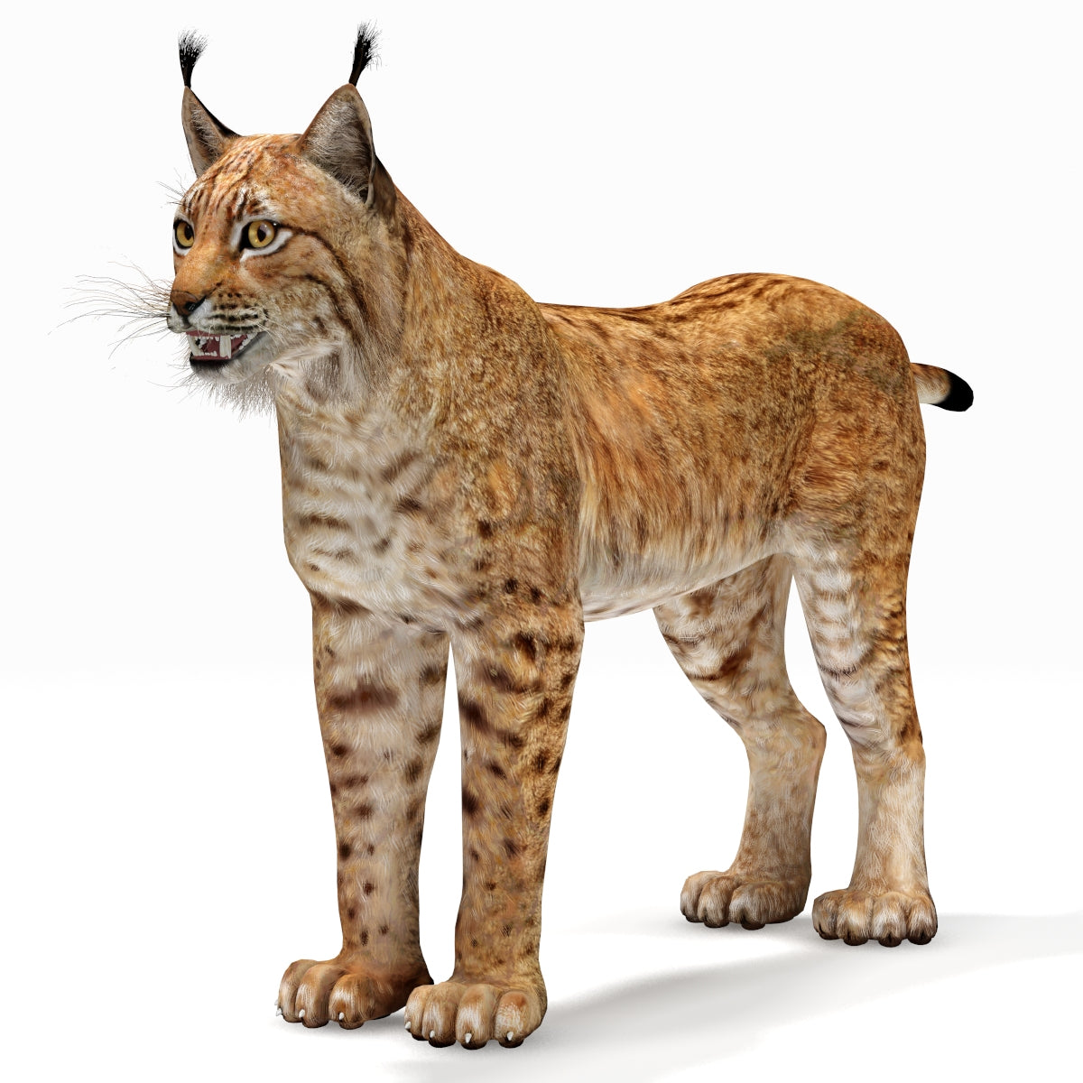 Big Cats 03 3D Model