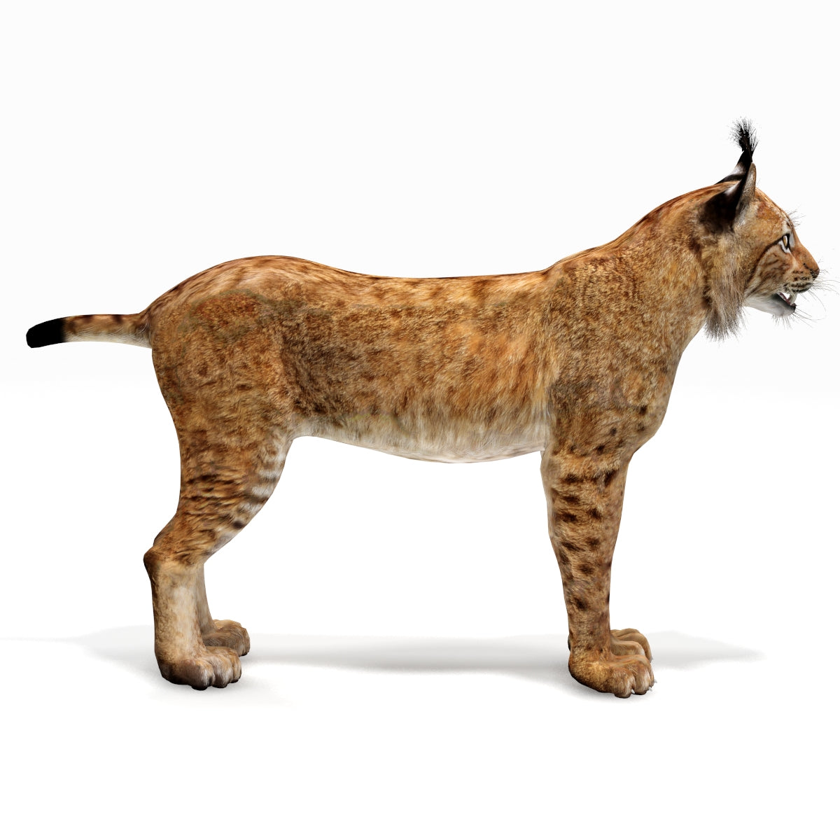 Big Cats 03 3D Model