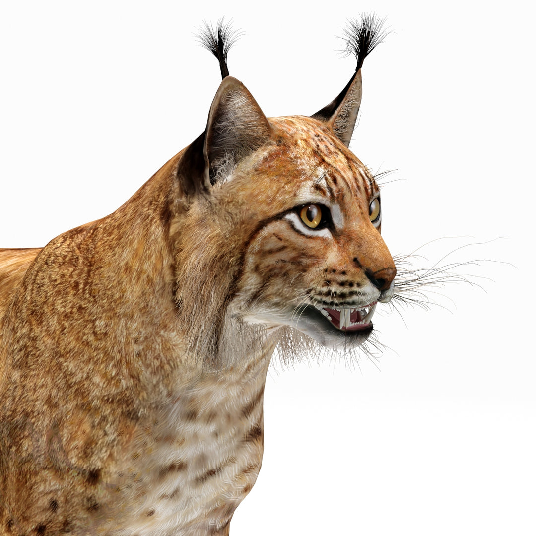 Big Cats 03 3D Model