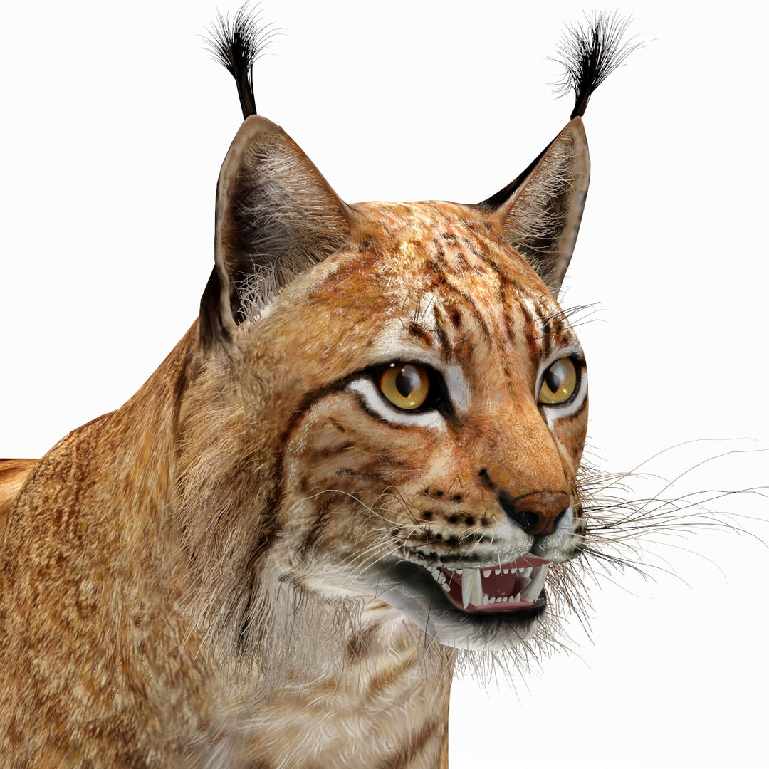 Big Cats 03 3D Model