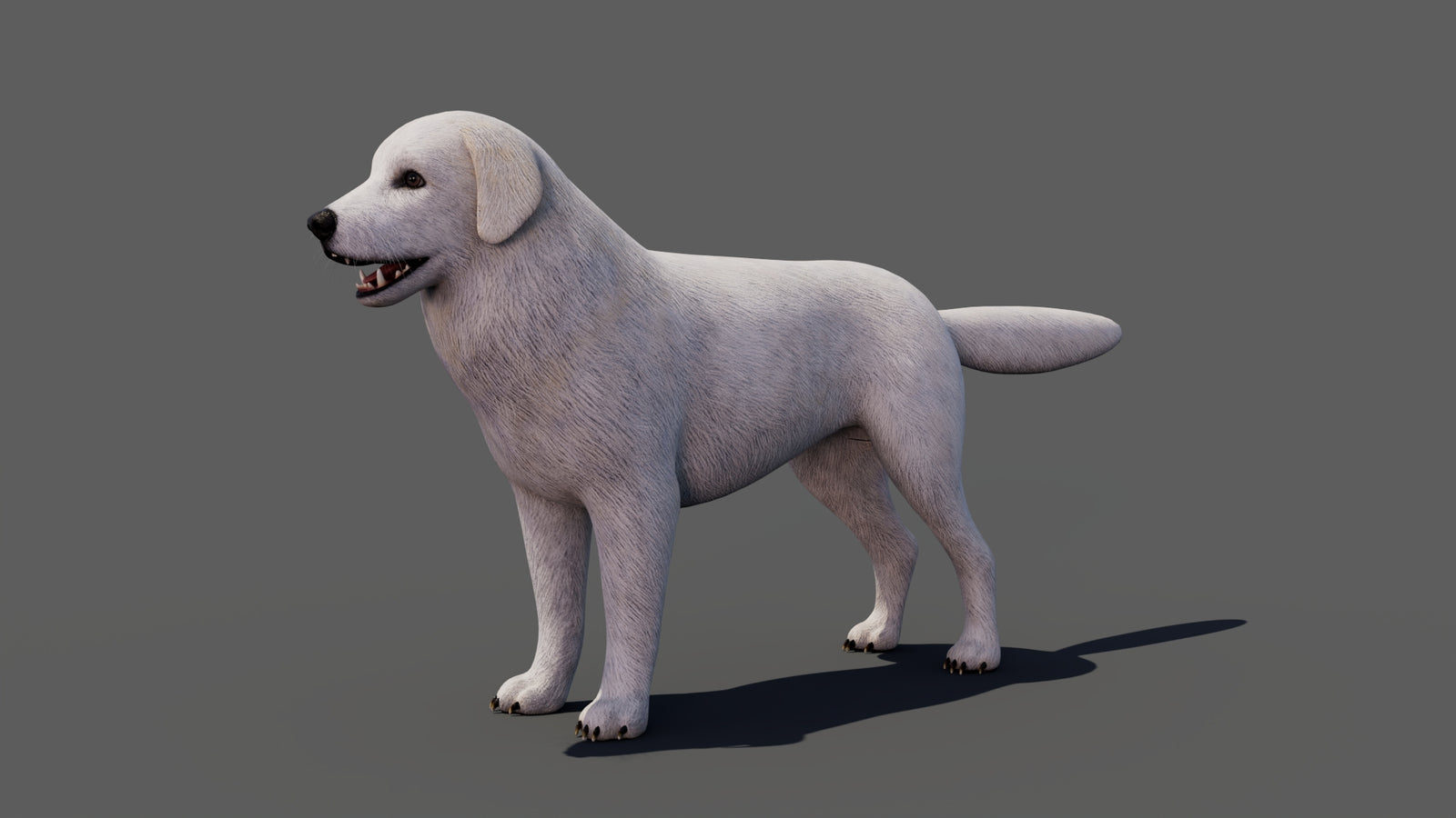 Great Pyrenees Dog 3D Model 360° view 1 frame 4