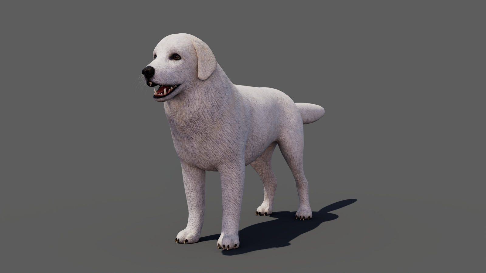 Great Pyrenees Dog 3D Model 360° view 1 frame 6