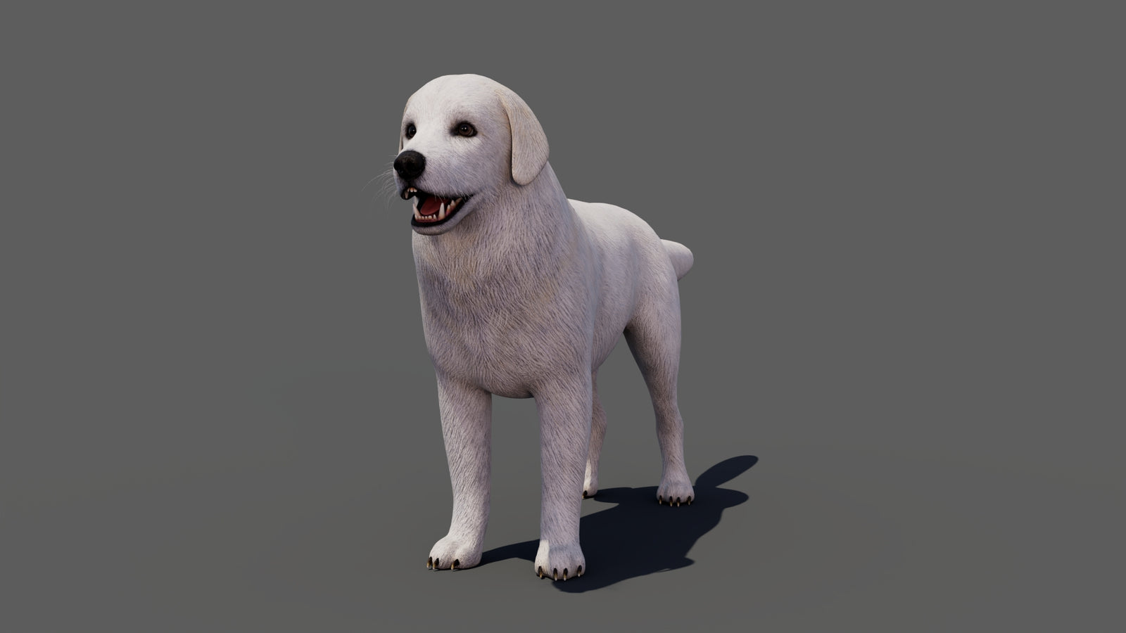 Great Pyrenees Dog 3D Model 360° view 1 frame 7
