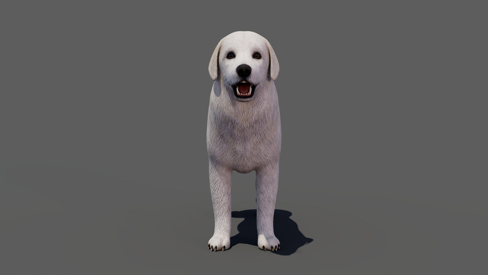 Great Pyrenees Dog 3D Model 360° view 1 frame 9