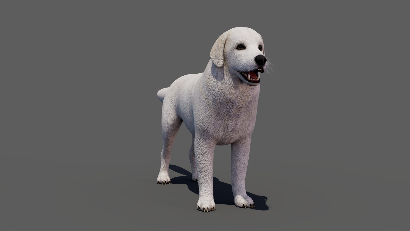 Great Pyrenees Dog 3D Model 360° view 1 frame 11