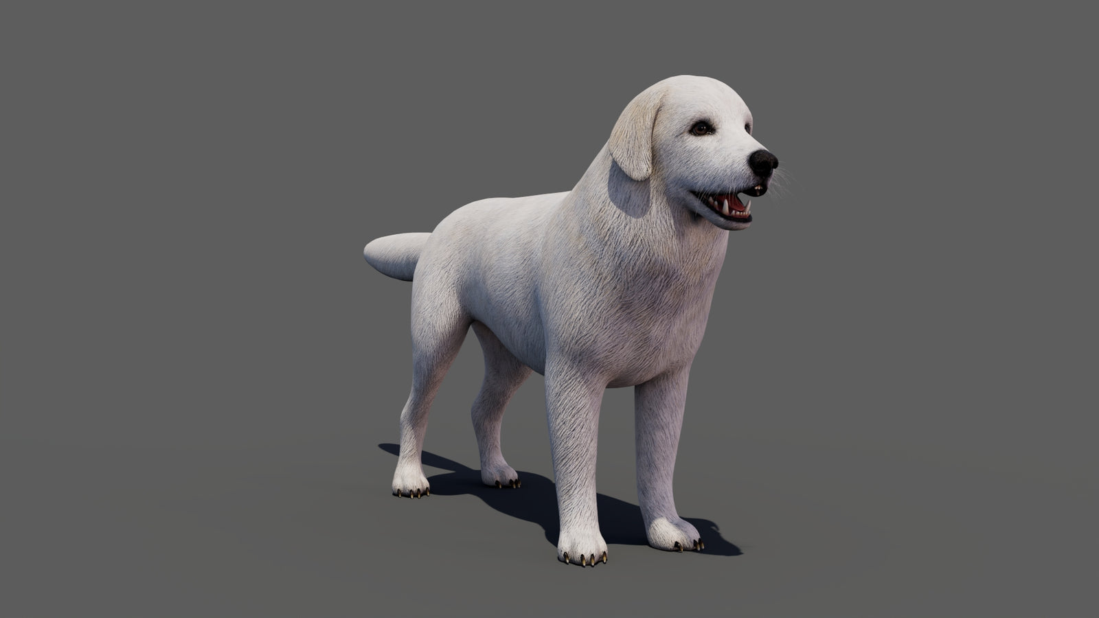 Great Pyrenees Dog 3D Model 360° view 1 frame 12