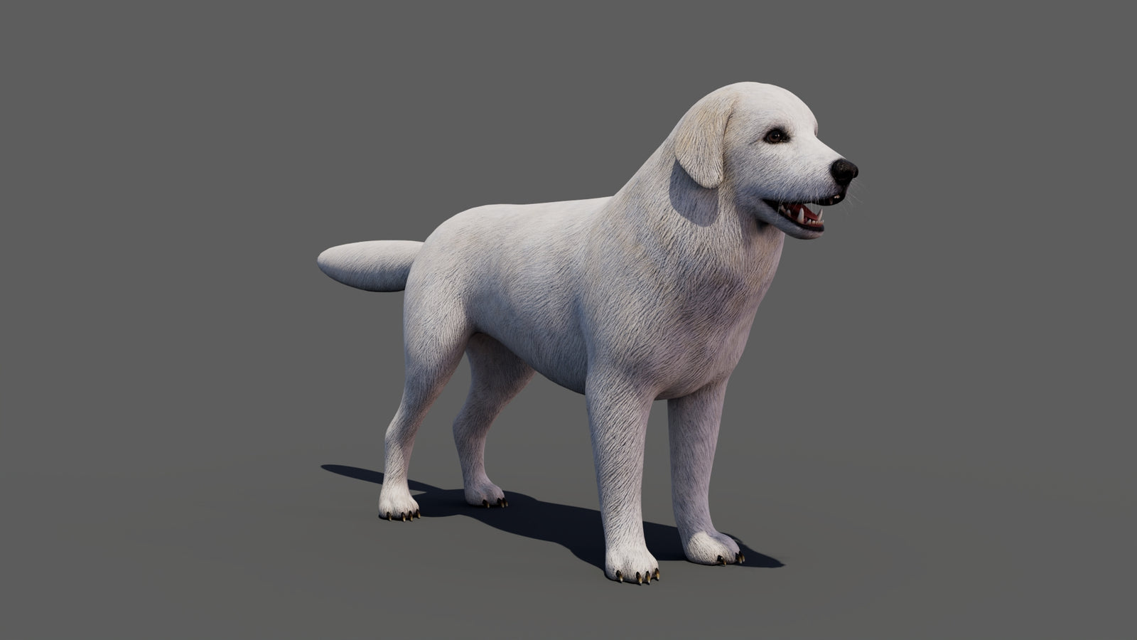 Great Pyrenees Dog 3D Model 360° view 1 frame 13