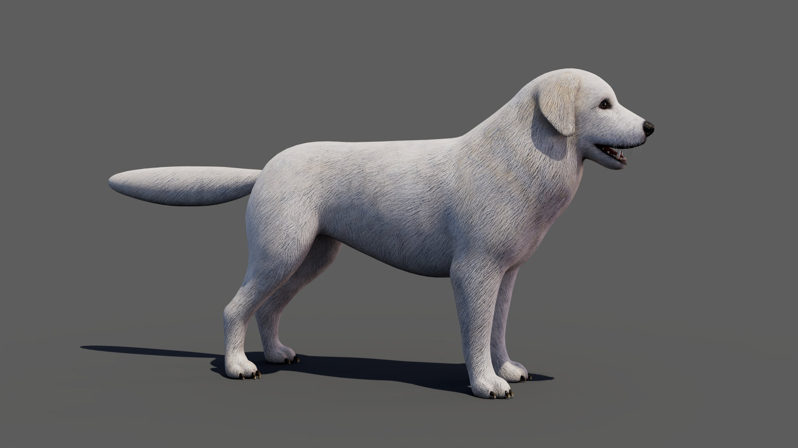Great Pyrenees Dog 3D Model 360° view 1 frame 16