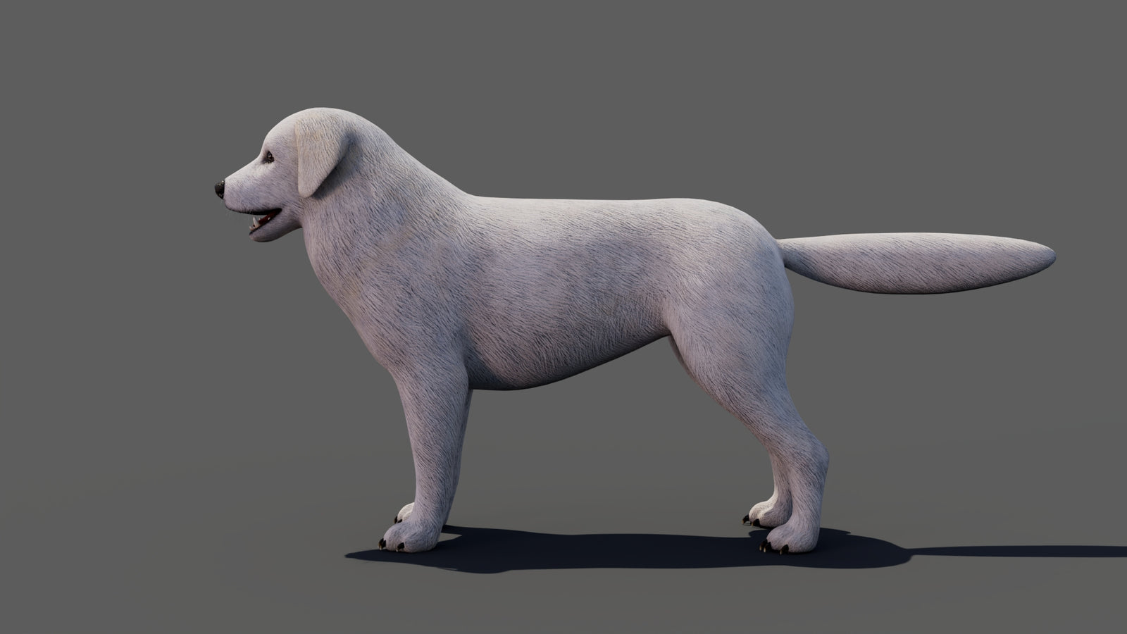 Great Pyrenees Dog 3D Model 360° view 1 frame 36