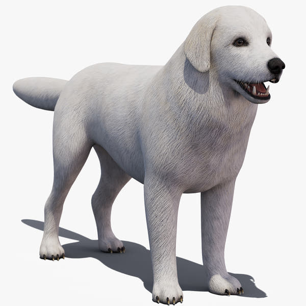 Great Pyrenees Dog 3D Model