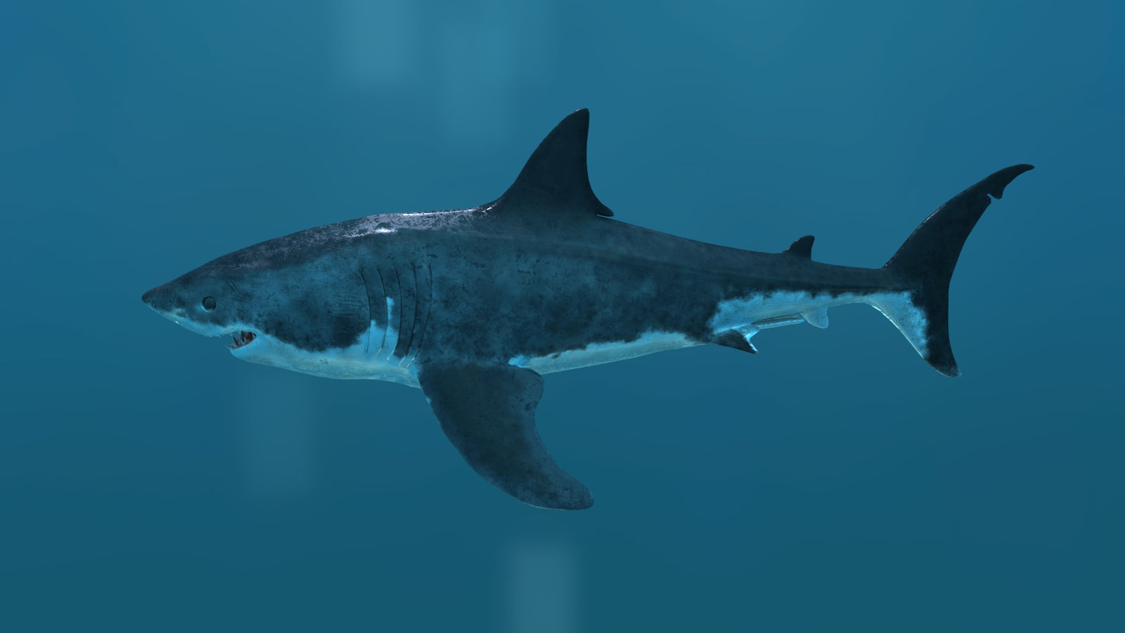 Great White Shark 3D Model 360° view 2 frame 1