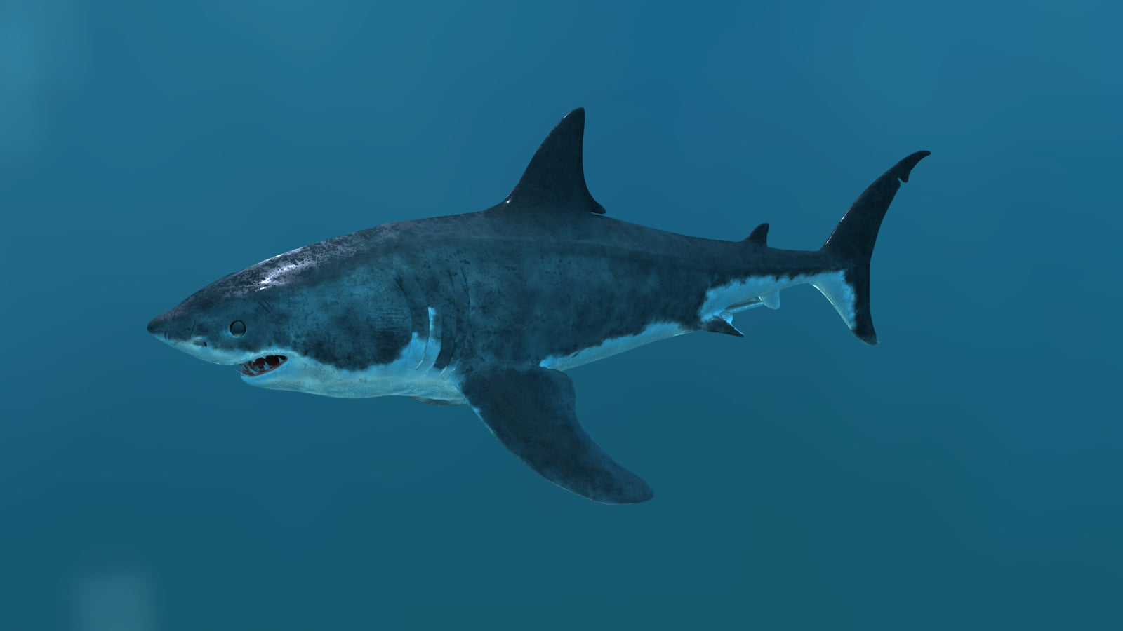 Animated Great White Shark 3D Model 360° view 2 frame 3