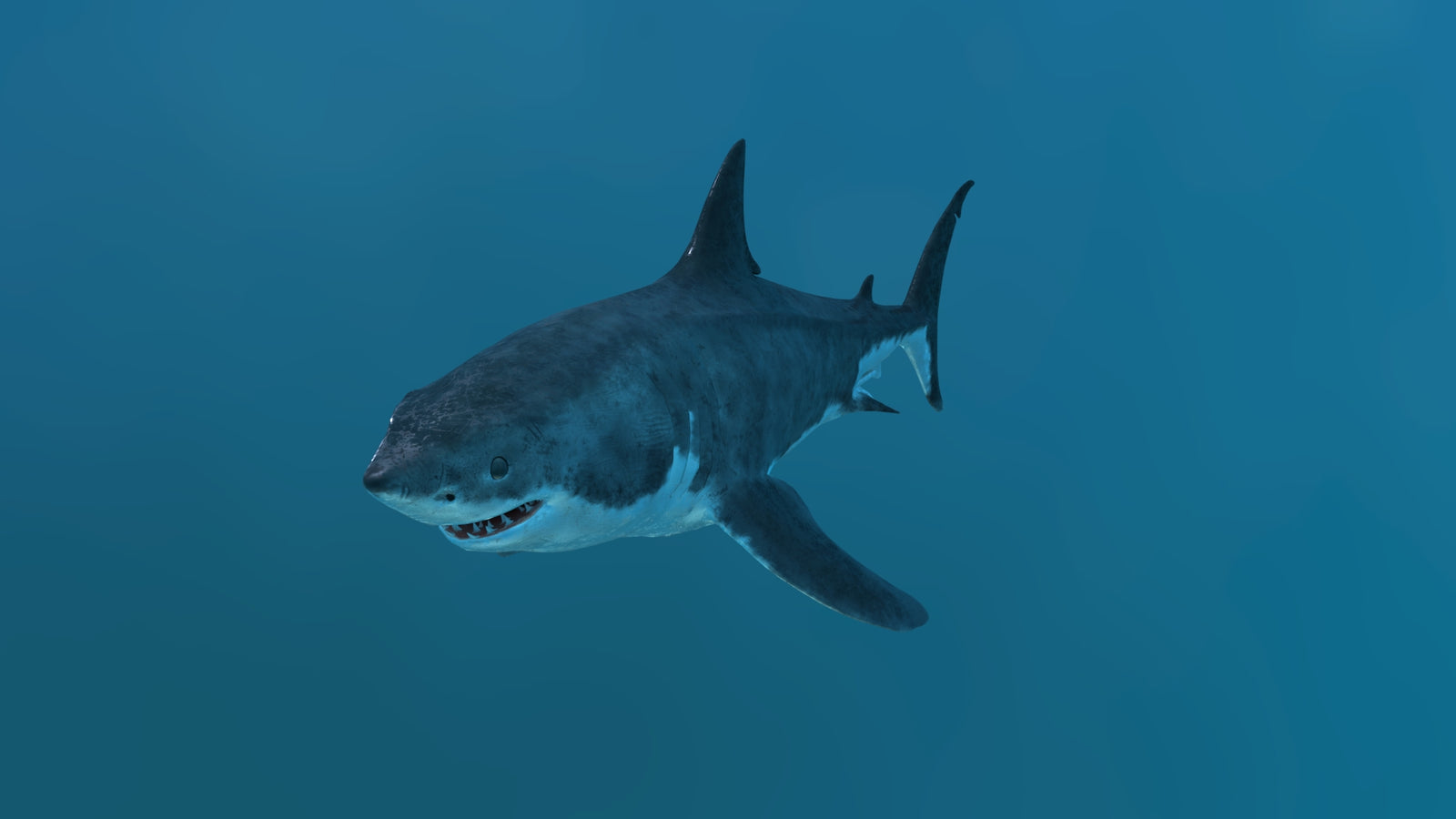 Animated Great White Shark 3D Model 360° view 2 frame 6
