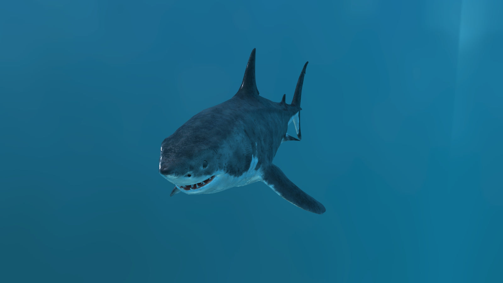 Animated Great White Shark 3D Model 360° view 2 frame 7