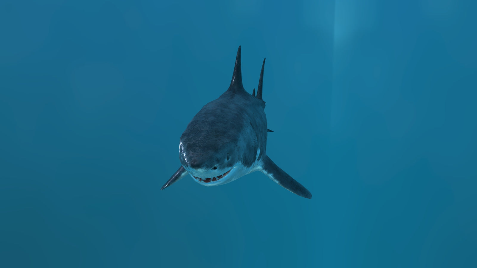 Animated Great White Shark 3D Model 360° view 2 frame 8