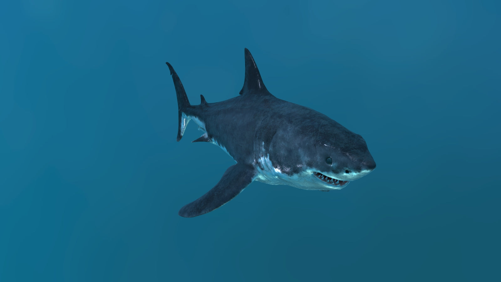 Great White Shark 3D Model 360° view 2 frame 12