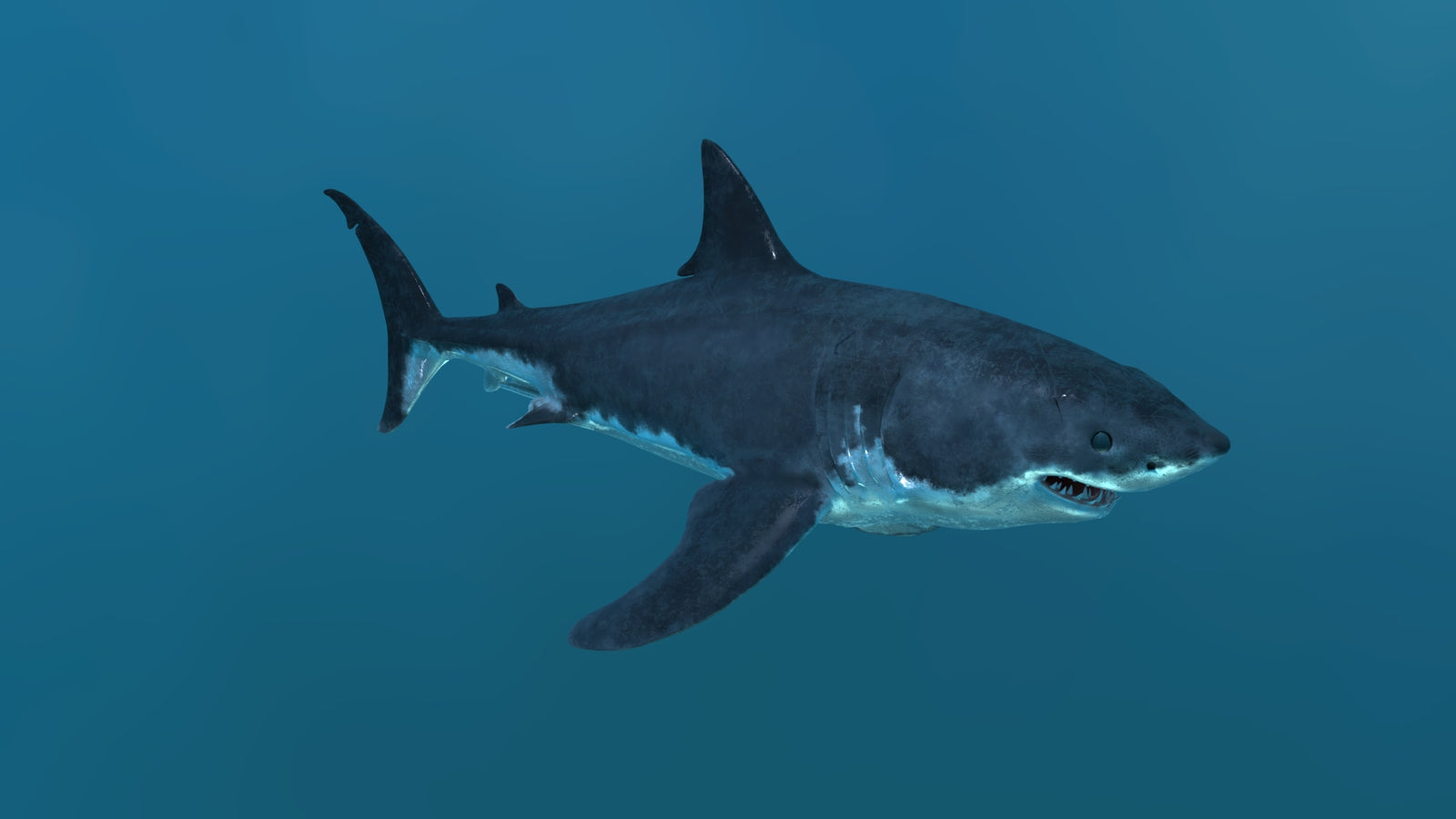 Great White Shark 3D Model 360° view 2 frame 14