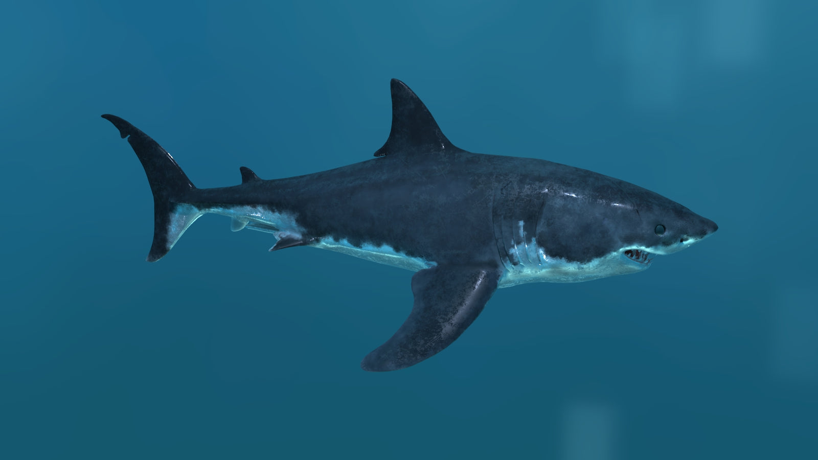 Animated Great White Shark 3D Model 360° view 2 frame 16
